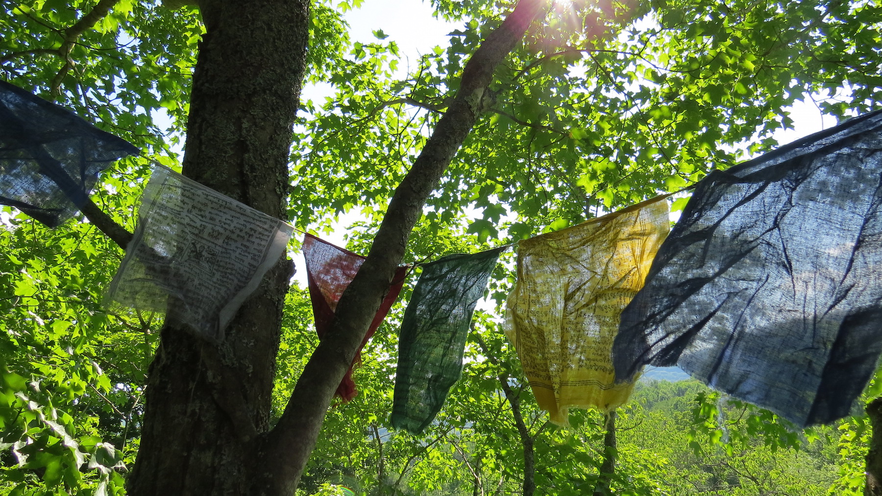 Img 1978 Treewritings