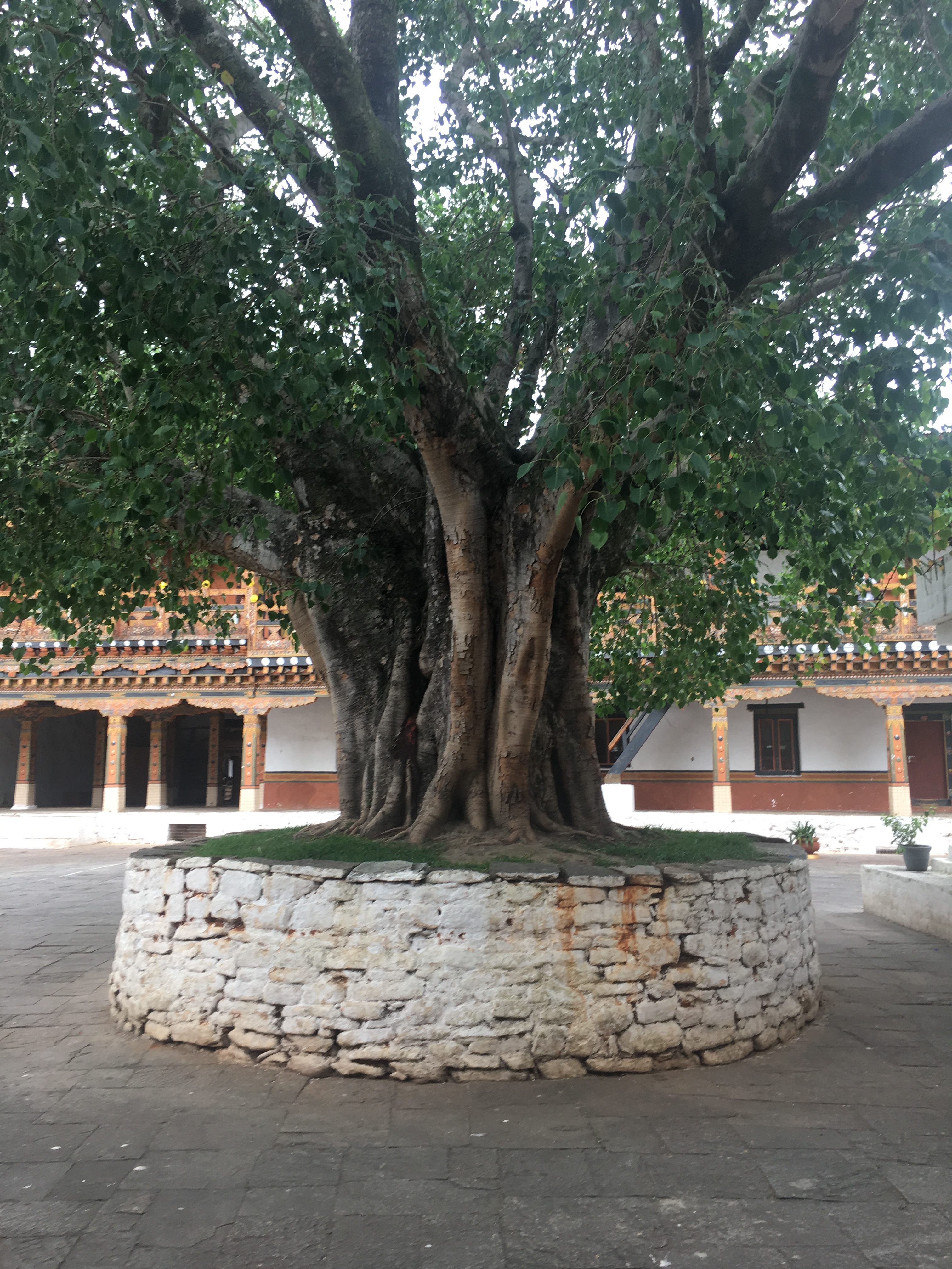 Bodhi Tree | TreeWritings